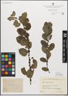 Foto von Salix myrsinifolia Salisb.